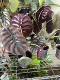 Alocasia Cuprea Alocasia Cuprea Red Secret Plant, 12Ó With Vase Orchids
