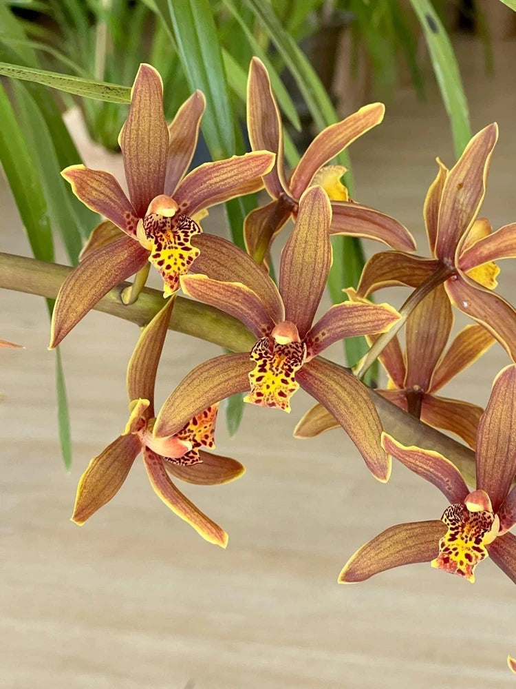 Orchid plant with brown and gold star-shaped flowers and speckled yellow centers
