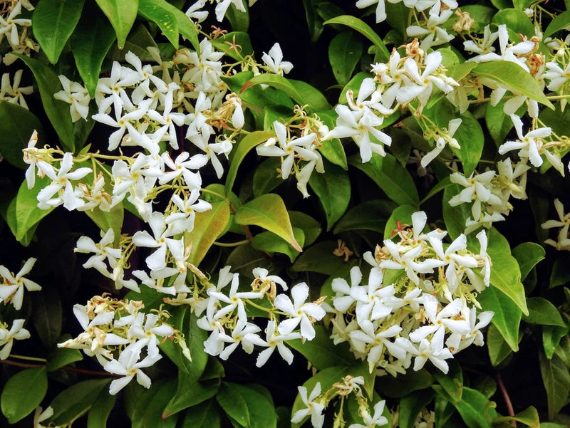 20 Nyctanthes Arbor-Tristis Seeds Night Blooming Jasmine Parijat Tree of Sorrow Flowering Plants