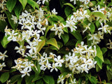 20 Nyctanthes Arbor-Tristis Seeds Night Blooming Jasmine Parijat Tree of Sorrow Flowering Plants