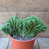 D6927 CEREUS PACHA. CRESTED pot17-H15-W30 cm MaMa Cactus Green Plant