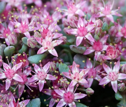 SEDUM OBTUSIFOLIUM LISTONIAE STONECROP Phedimus Obtusifolius - 200 Bulk Seeds Garden Plants