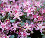 SEDUM OBTUSIFOLIUM LISTONIAE STONECROP Phedimus Obtusifolius - 200 Bulk Seeds Garden Plants