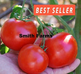 50+ Seeds Nepal Tomato Easy Vegetable Garden Planting Edible Garden Plants