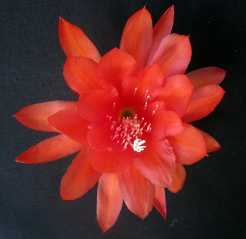 King salmon orchid cactus bloom with red-orange petals and yellow center