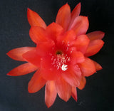Epiphyllum, Orchid Cactus, KING SALMON  , Don's Quart pots APRIL/1 Orchids