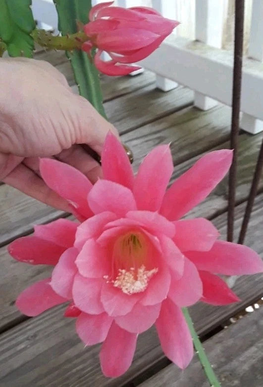 Fresh epiphyllum orchid cactus cutting with bright pink flower and green stem