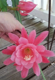 PADRE Epiphyllum Beautiful Pink Orchid Cactus Fresh Cutting Orchids