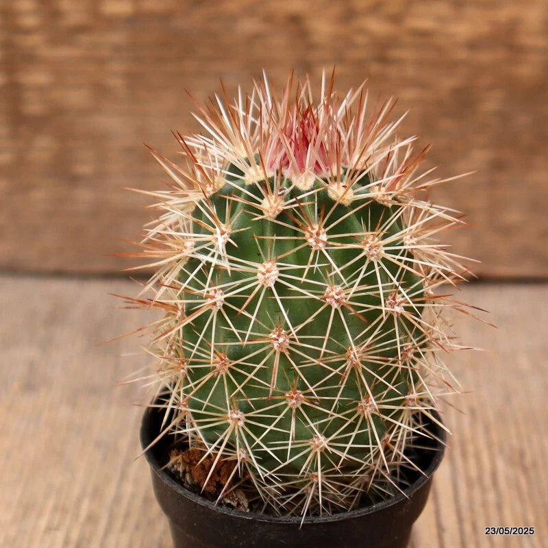 D4329 ECHINOCEREUS BARTHELOWANUS pot5,5-H7-W5 cm MaMa Cactus Green Plant