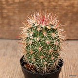 D4329 ECHINOCEREUS BARTHELOWANUS pot5,5-H7-W5 cm MaMa Cactus Green Plant