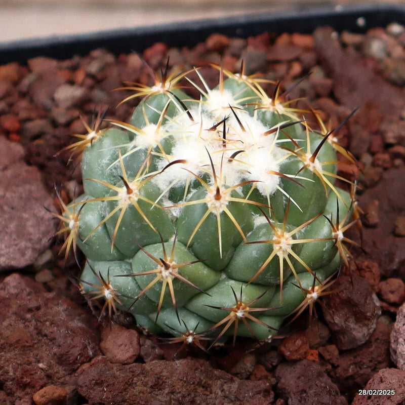 D3630 CORYPHANTHA CALIPENSIS SB1390 pot10-H4-W5 cm MaMa Cactus Green Plant