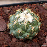 D3630 CORYPHANTHA CALIPENSIS SB1390 pot10-H4-W5 cm MaMa Cactus Green Plant