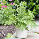 1500 Citronella Plant Seeds Non-Gmo Citronella Plant Seeds Home Heirloom Garden Garden Plants
