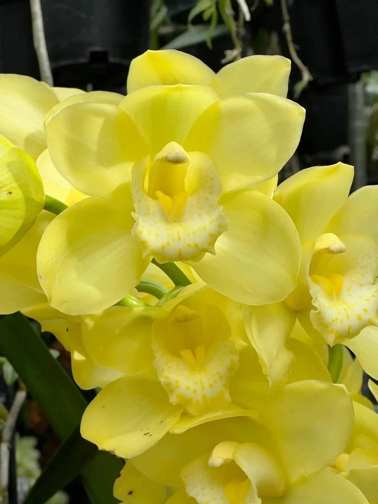 Yellow cymbidium orchid flowers with spotted centers