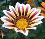GAZANIA GARDEN LEADER ROSE STRIPED Gazania Rigens - 200 Bulk Seeds Garden Plants