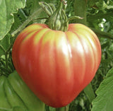 (20) OXHEART PINK Heirloom Tomato Seeds plants garden Garden Plants
