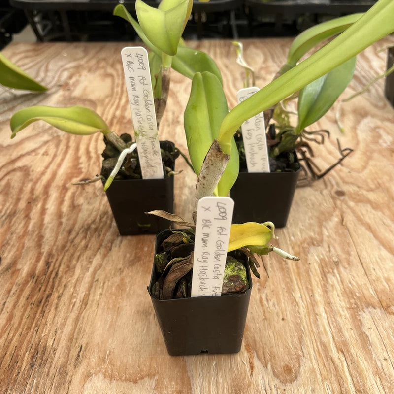 Potted orchid plant in black square pot, green leaves and plant labels