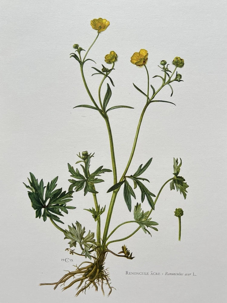 BOTANICAL PRINT YELLOW FLOWER ÒRENONCULE ACREÓ RANUNCULUS ACER Ranunculus
