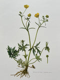 BOTANICAL PRINT YELLOW FLOWER ÒRENONCULE ACREÓ RANUNCULUS ACER Ranunculus