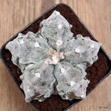 D7406 ASTROPHYTUM MYRIOSTIGMA FUKURYU pot8-H7-W8,5 cm MaMa Cactus Green Plant