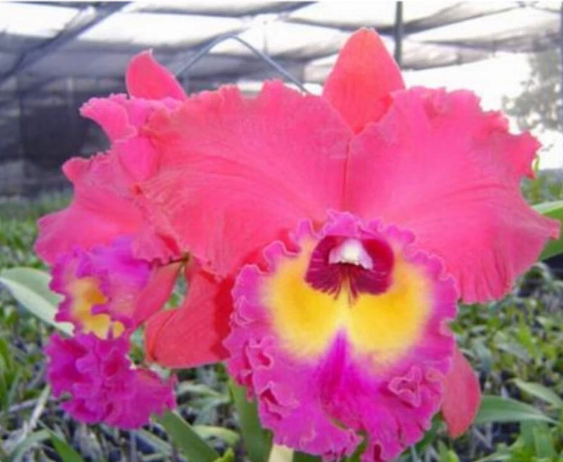 Pink ruffled orchid with magenta edges and yellow-red center