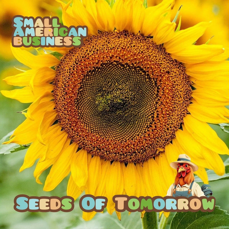 50 Dwarf Sunspot Sunflower Seeds- With Bonus! |Organic Non-GMO Heirloom Sunflower