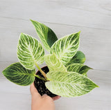 Philodendron Birkin Ð 4Ó Pot | Rare Houseplant | Variegated Foliage | Easy Care Green Plant