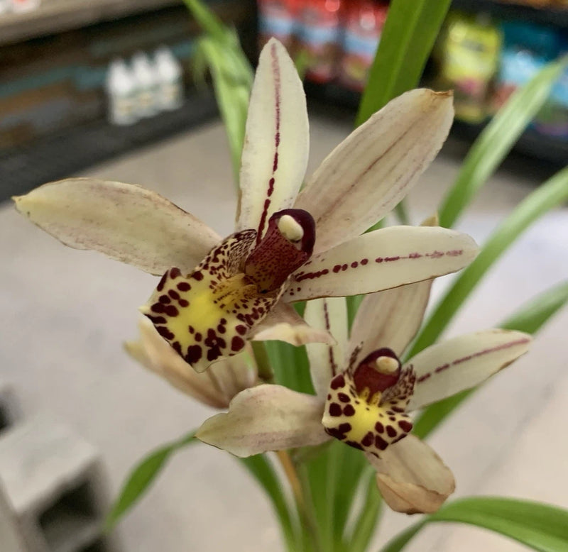 Blooming cymbidium orchid with pale cream petals and dark maroon spots, green leaves