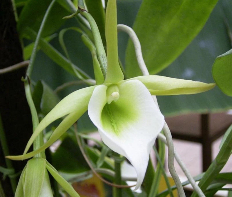 Mounted orchid with white and pale green flower and green leaves