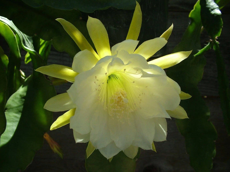 Orchid cactus flower with pale yellow petals and creamy white center