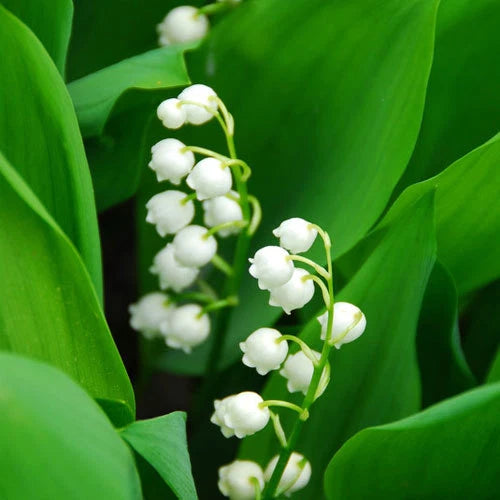 Lily of the Valley Fresh Hand Dipped Incense 40 Sticks Home Fragrance Floral Lily