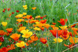 1000 MIXED Colors CALIFORNIA POPPY (Ballerina / Mission Bells) Eschscholzia Cali Flowering Plants