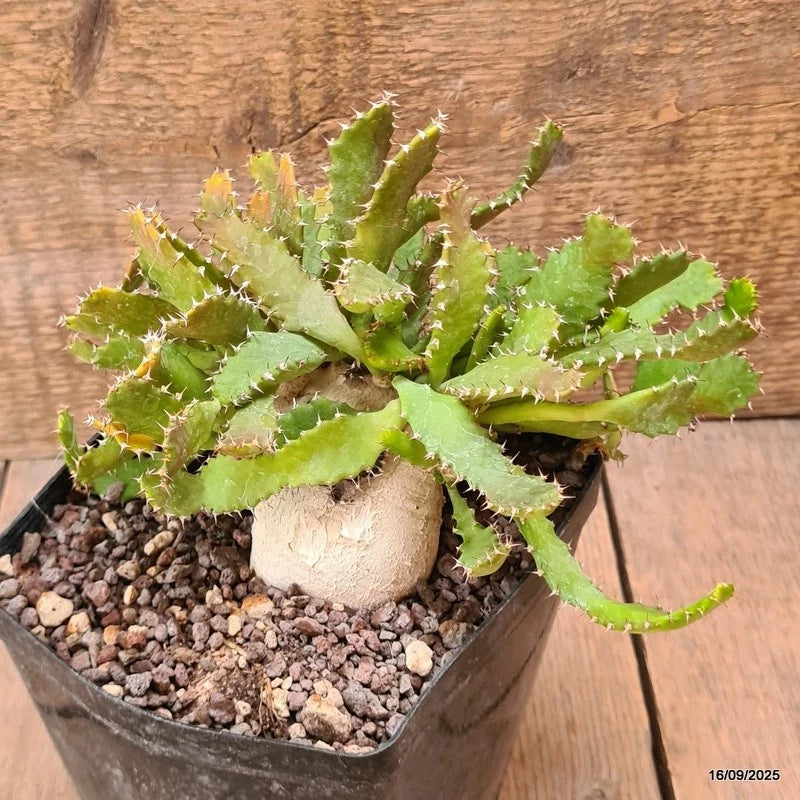 D6477 EUPHORBIA STELLATA BIG CAUDEX pot12-H14-W18 cm MaMa Cactus Green Plant