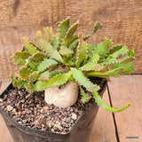 D6477 EUPHORBIA STELLATA BIG CAUDEX pot12-H14-W18 cm MaMa Cactus Green Plant