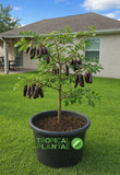 Carob Tree (Ceratonia siliqua) Ð Live Mediterranean Fruit Tree - NO CA Green Plant