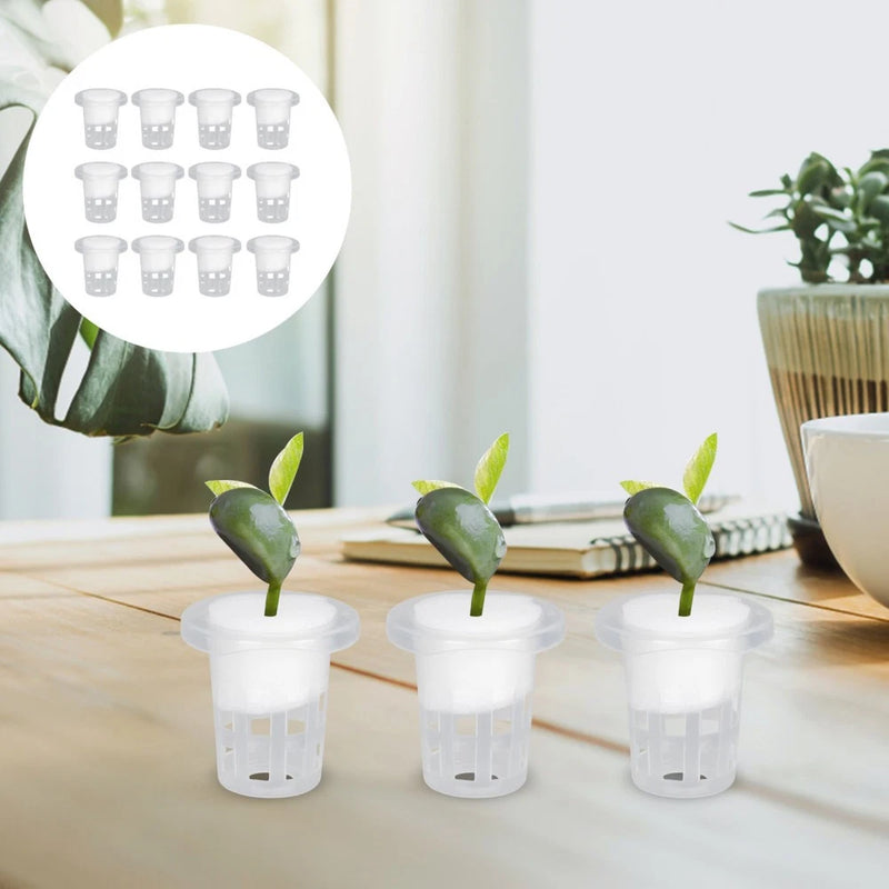 Set of clear plastic hydroponic germination cups with white lids and sprouting seedlings