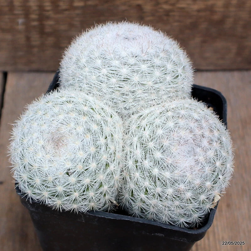D4291 MAMMILLARIA CANDIDA pot10-H8-W14 cm MaMa Cactus Green Plant