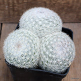 D4291 MAMMILLARIA CANDIDA pot10-H8-W14 cm MaMa Cactus Green Plant