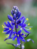 20 Blue LARGE CAMAS Camassia Leichtlinii Quamasia Great Camass Native Flower See Flowering Plants