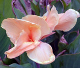 CANNA ROSE Canna x Generalis - 5 Seeds Flowering Plants