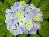 PAINTING WATERCOLOR 11X14 DOUBLE MAT 16X20 FLOWER HYDRANGEA PURPLE BLUE ORIGINAL Hydrangea