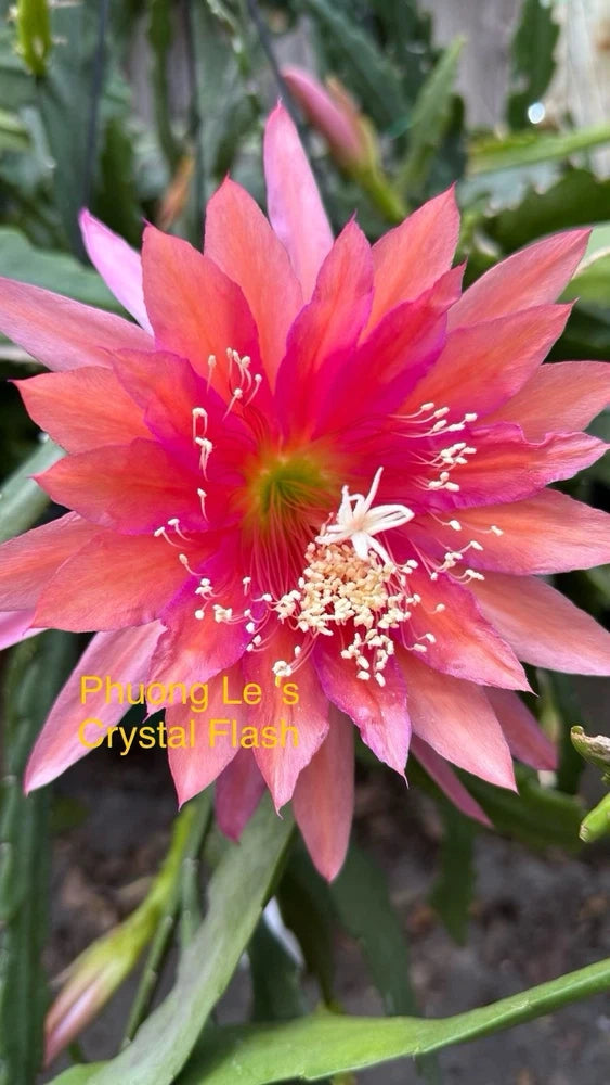 Large pink and orange orchid cactus flower with red center and white stamens