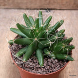 D7701 MAMMILLARIA LONGIMAMMA pot10-H7-W12 cm MaMa Cactus Green Plant