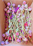Dried globe amaranth flowers bulk 100+ heads pink magenta orangey red gomphrena Dried Flower