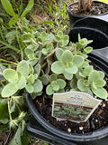 Kalanchoe Marenia Plant Orchids