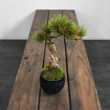 Fake Green BONSAI From Japanese CUPBON. 6.3''x3.5''x9.4'' Green Plant