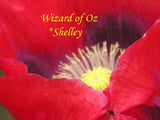 RED Turk Wizard of OZ  Poppy Seeds 2000+  *Shelley aka PoppyQueen__ Flowering Plants