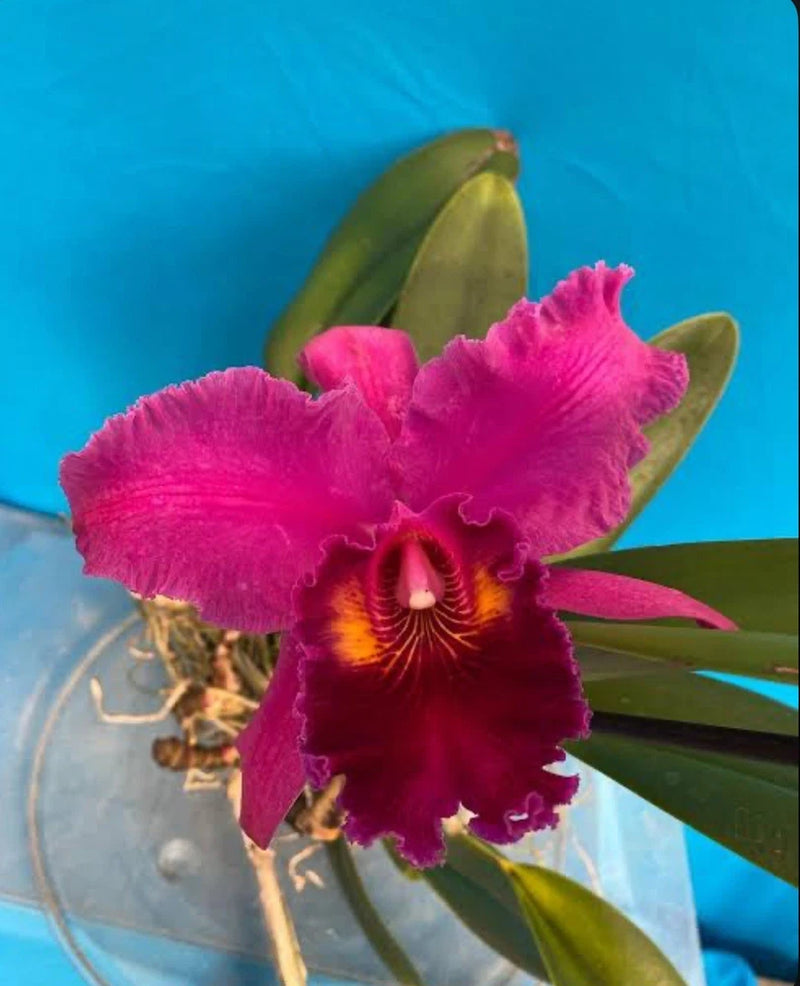 Large magenta orchid flower with yellow-orange center and green leaves