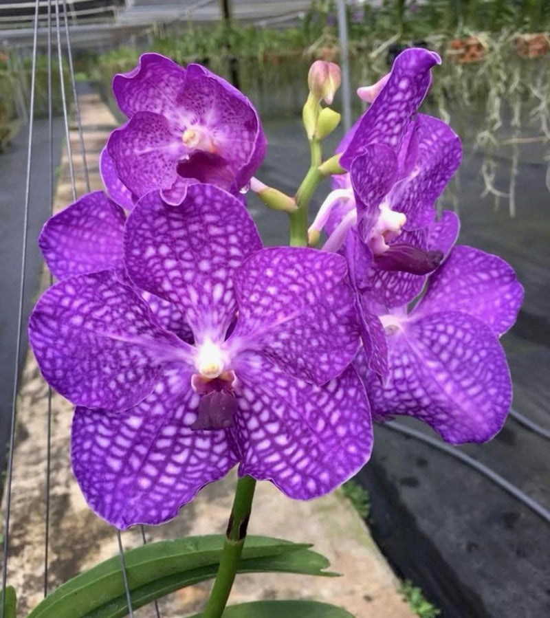 Purple orchid flowers with patterned petals and yellow centers
