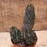 D7554 HAWORTHIA REINWARDTII pot8,5-H13-W8 cm MaMa Cactus Green Plant